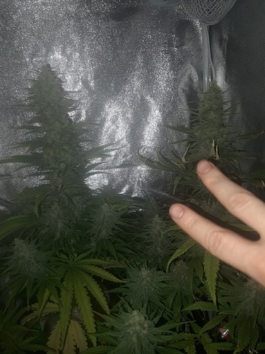 Growreport Bild 1