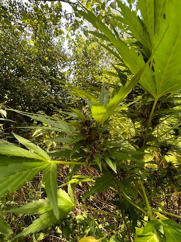 Growreport Bild 7