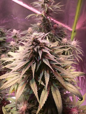 Growreport Bild 30