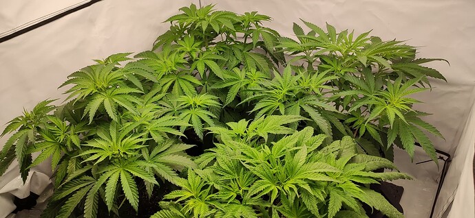 Growreport Bild 2