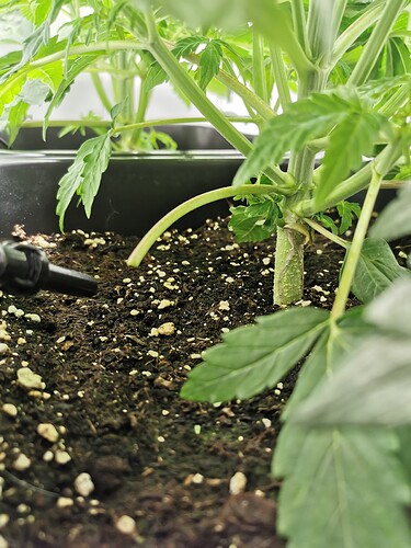 Abgeschnittenes Blatt 1