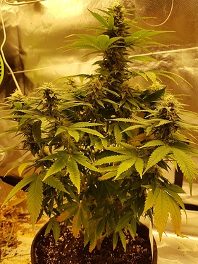 Growreport Bild 3
