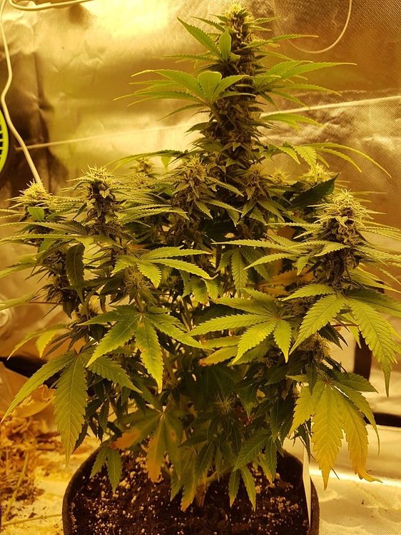 Indoor Grow 2x Sweet Zkittlez(fem)1x Skunk#1 2x140 Watt Bloomstar Flatboard