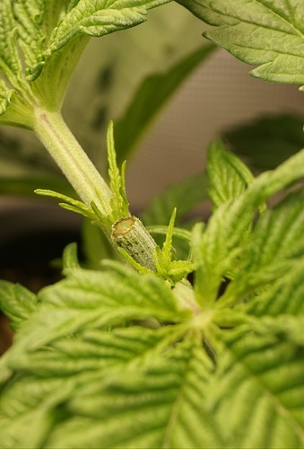 Growreport Bild 4