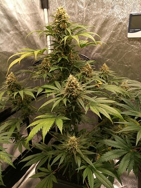 Growreport Bild 7