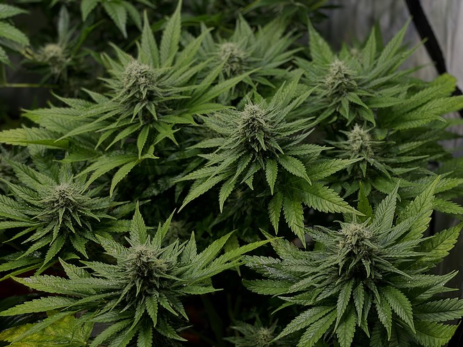 Growreport Bild 15