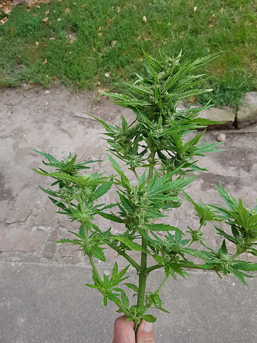 Growreport Bild 7