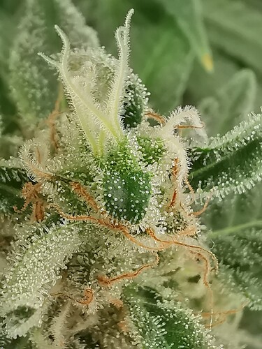 Growreport Bild 27