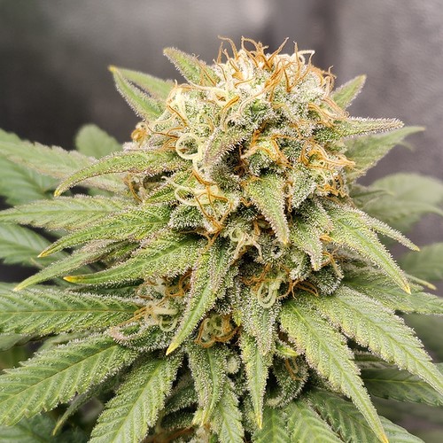 Growreport Bild 15