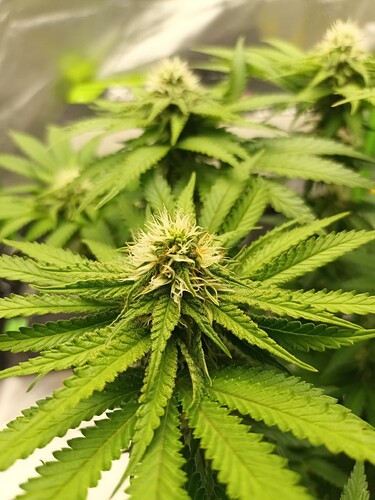 Growreport Bild 12