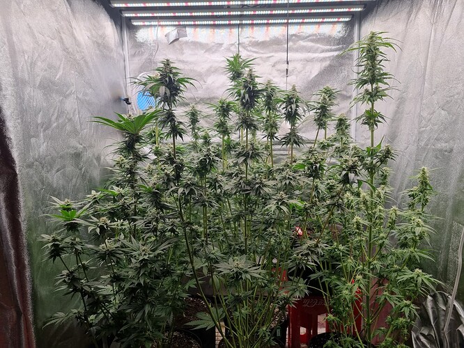 Growreport Bild 1