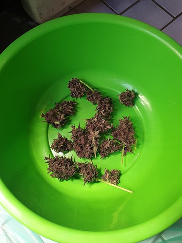 Growreport Bild 4