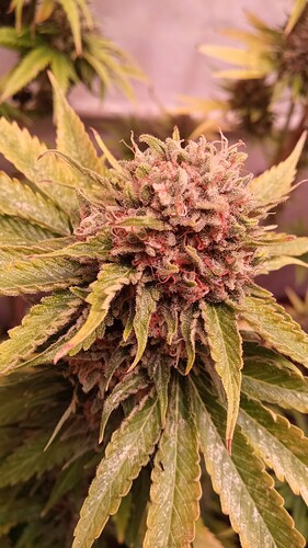 Growreport Bild 18