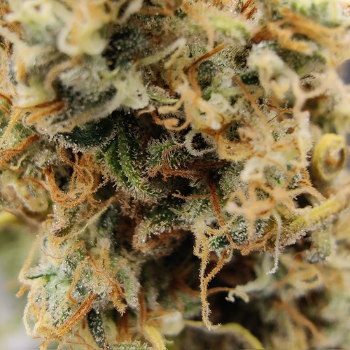 Growreport Bild 48