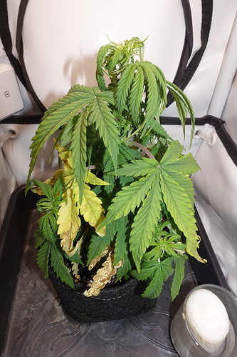 Growreport Bild 2