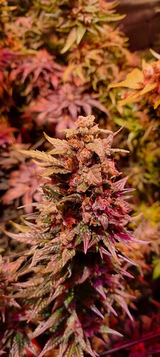 Growreport Bild 49