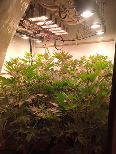 Growreport Bild 15