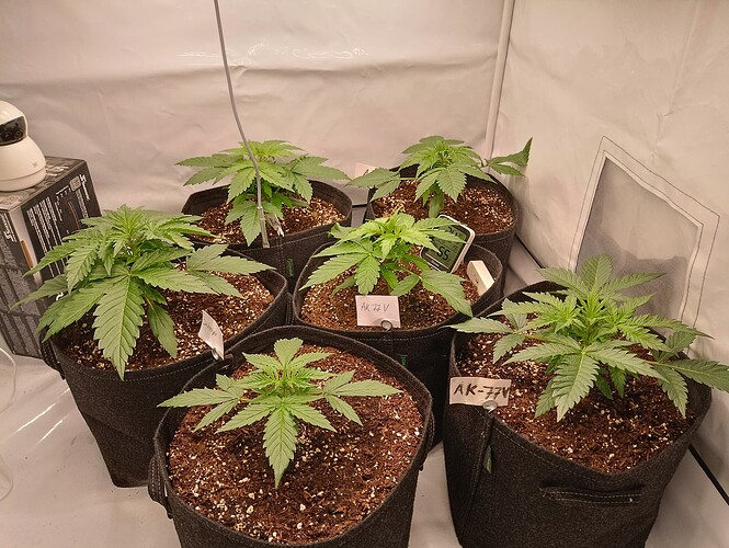 Growreport Bild 1