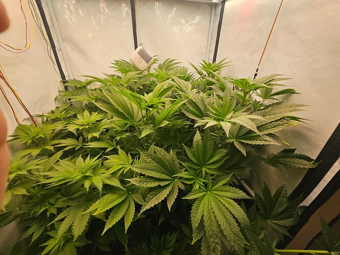 Growreport Bild 19