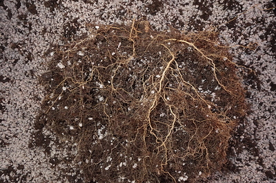 Growreport Bild 15