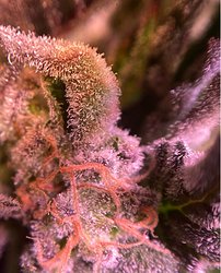 Growreport Bild 28