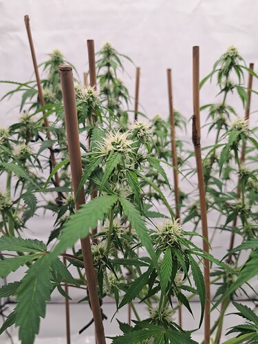 Growreport Bild 7