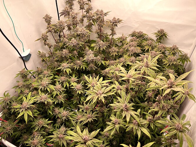 Growreport Bild 20