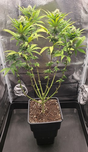 Growreport Bild 6