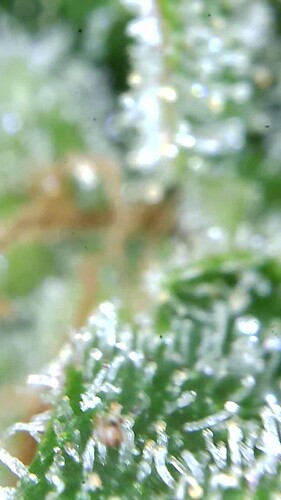 Growreport Bild 54