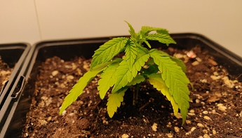 Growreport Bild 8