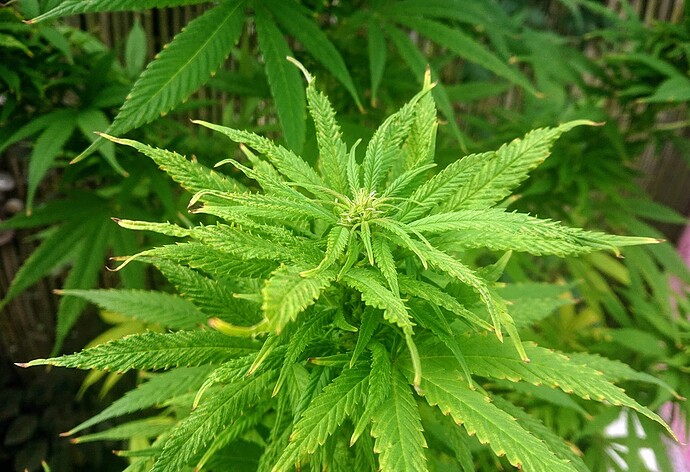 Growreport Bild 21