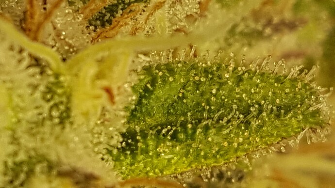 Growreport Bild 2