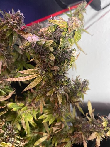 Growreport Bild 1