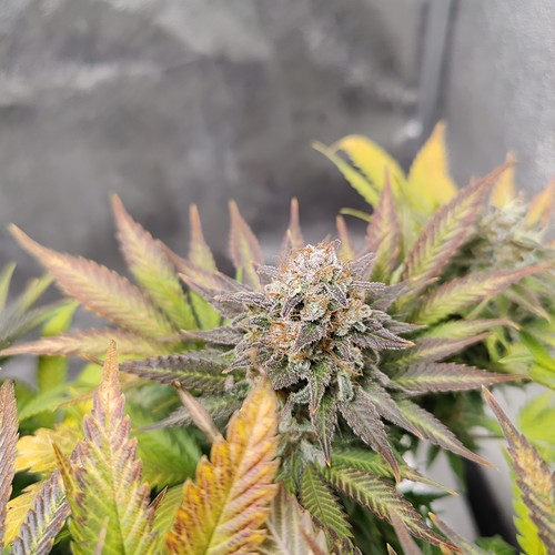 Growreport Bild 30