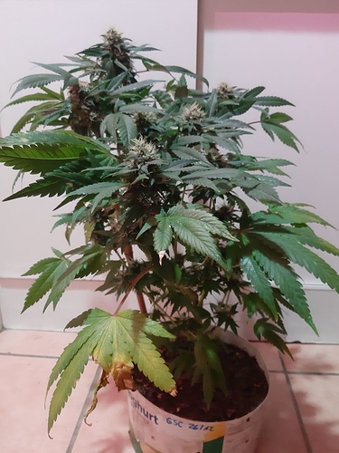 Growreport Bild 5