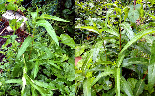Growreport Bild 11