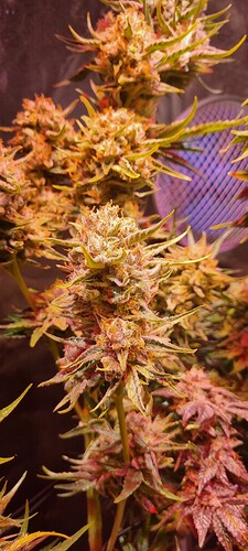 Growreport Bild 27