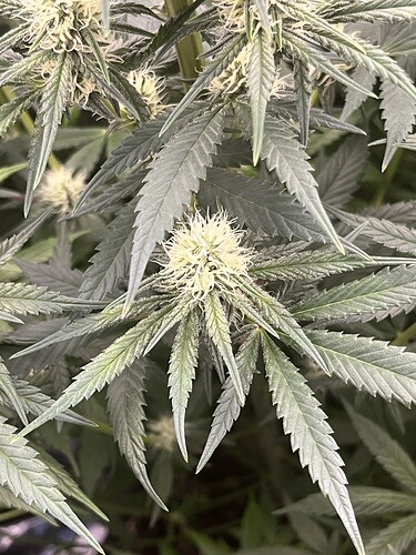 Growreport Bild 6