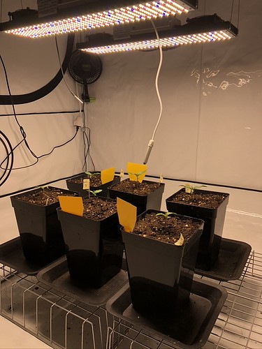Growreport Bild 1