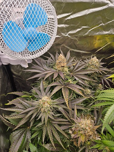 Growreport Bild 1