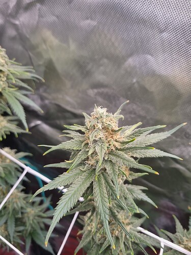 Growreport Bild 24