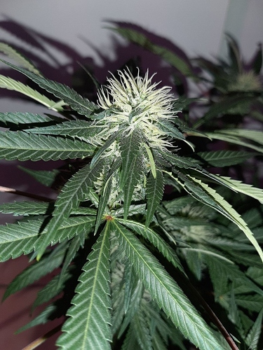 Growreport Bild 15