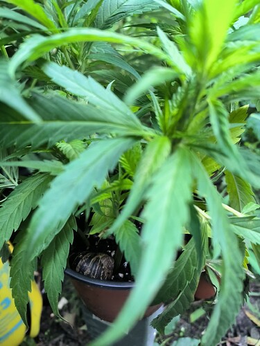 Growreport Bild 6