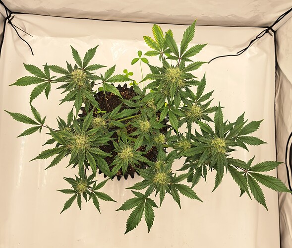 Growreport Bild 11