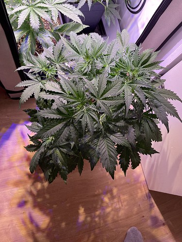 Growreport Bild 4