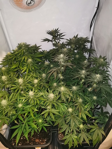 Growreport Bild 6