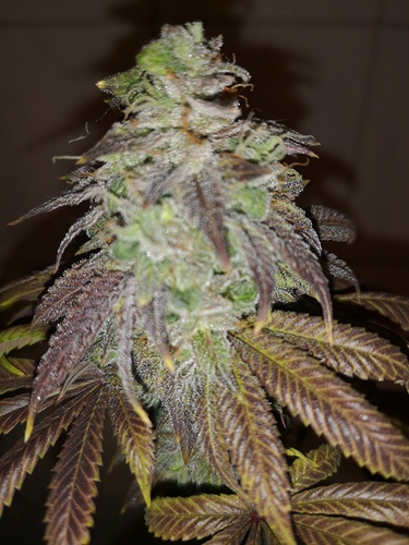 Growreport Bild 10