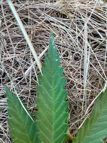 Growreport Bild 3