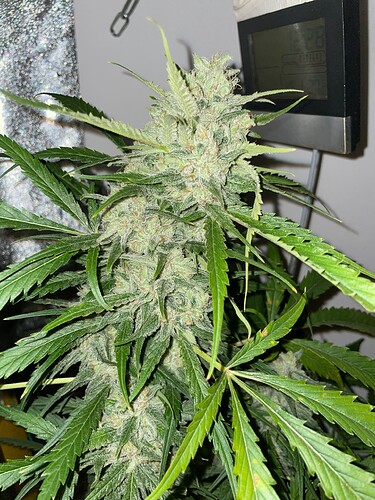 Growreport Bild 2