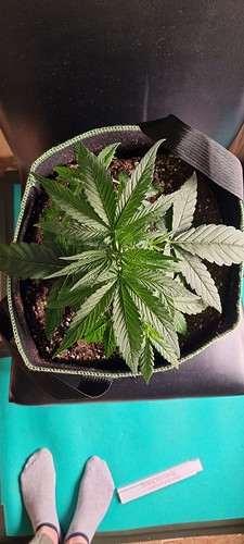 Growreport Bild 7
